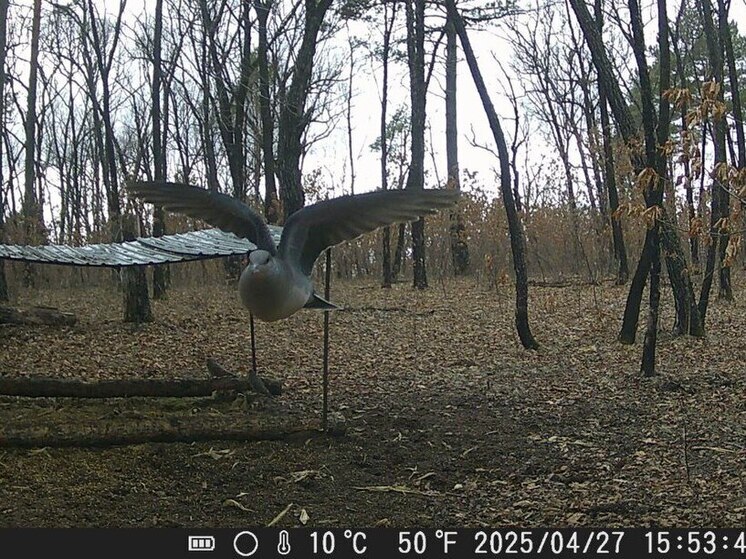 Краснокнижного голубя удалось заснять на фотоловушку в Амурской области