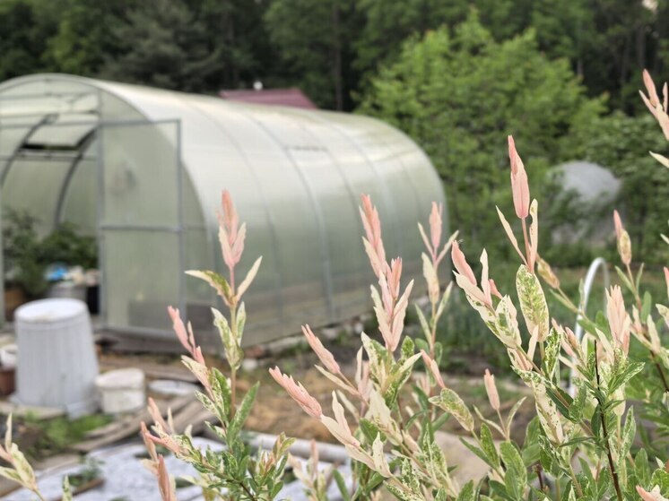 В Приморском крае посадили более 2,5 тысяч гектаров картофеля