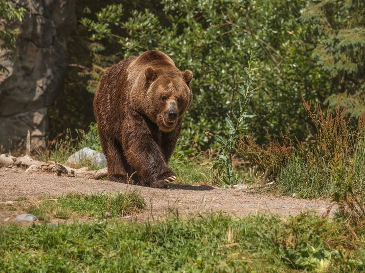 В Новосибирской области начинается выдача разрешений на охоту на медведя и барсука