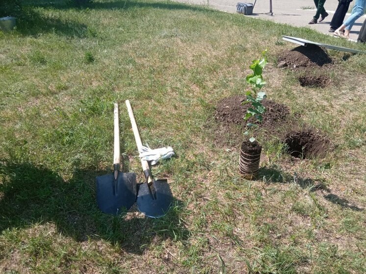 Клон легендарного тополя Сталинграда появился в Саратове