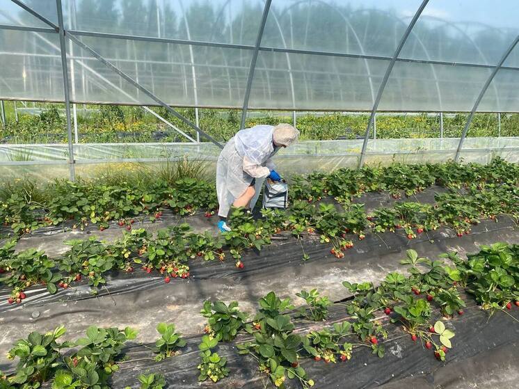 Специалисты Россельхознадзора проверили качество новгородской клубники