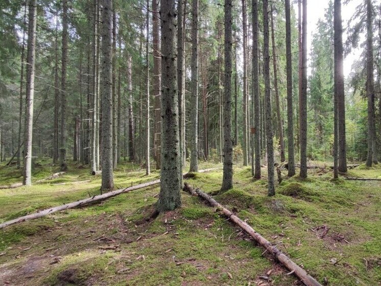 Абаканская транспортная прокуратура наказала красноярских лесопромышленников