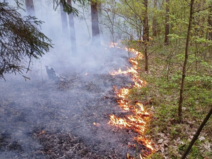 Лесной пожар вспыхнул в округе Воскресенск