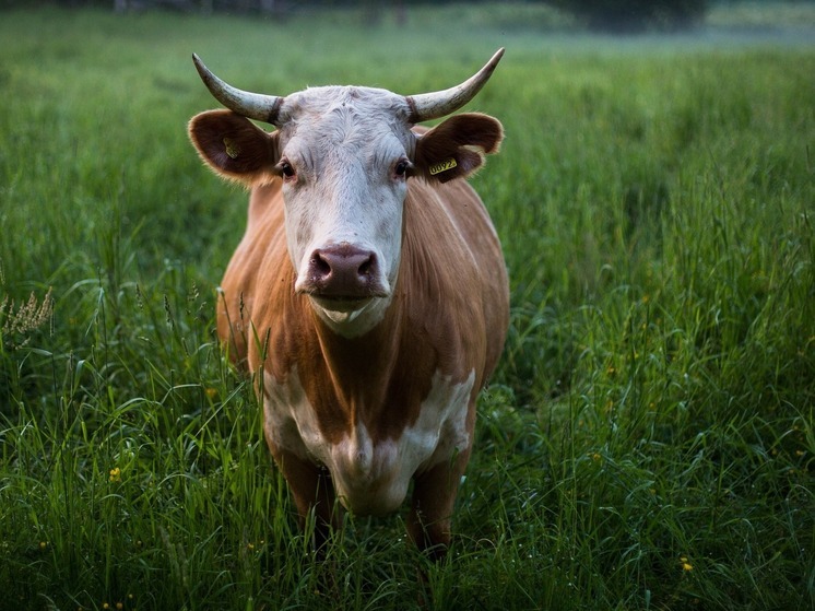 Жители Мелеуза устроили давку из-за сливочного масла, считающегося целебным