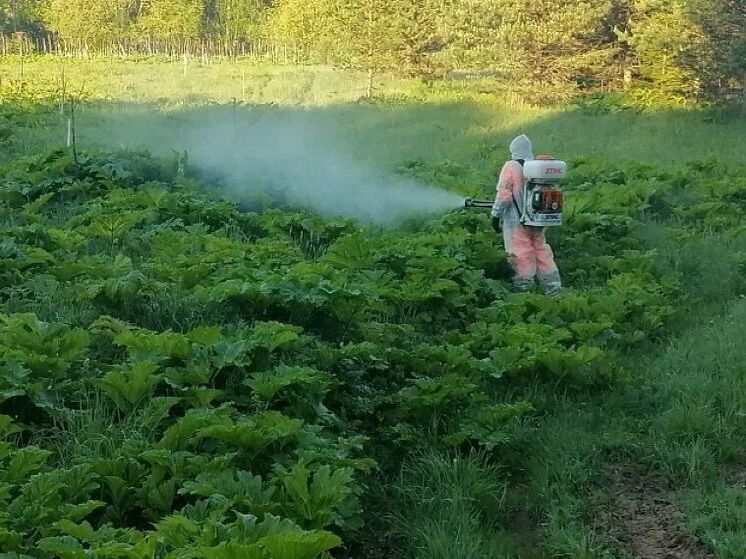 Лето – время борьбы: в Кировской области активно уничтожают борщевик у дорог