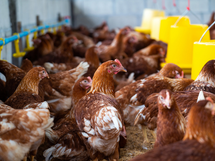 Меньше всего пернатых разводят жители Байконура и Ненецкого АО