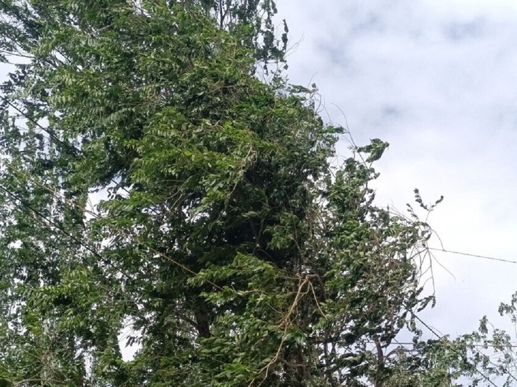 В МЧС предупредили о штормовом ветре до 25 м/с в Волгоградской области