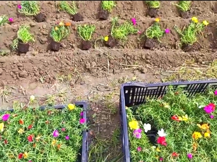 Оренбург украшают цветами представители бизнеса