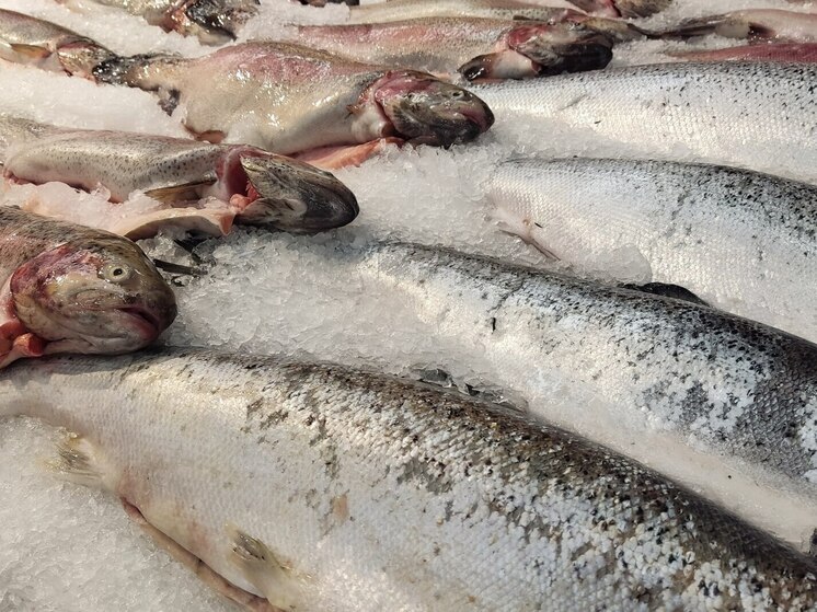 Калининградцы чуть не остались без мороженной рыбы из Мавритании