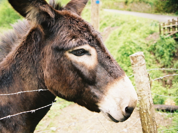 Лейтенант ВСУ предложил использовать ослов из-за нехватки транспорта