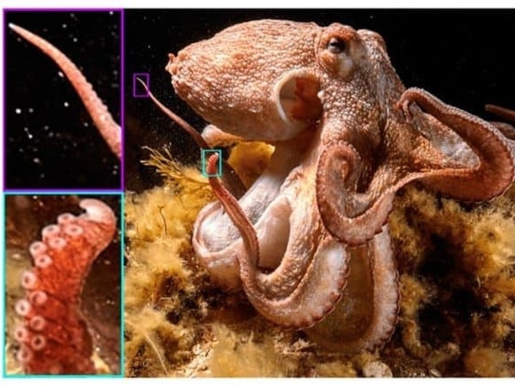 El Instituto de Investigación Marina descubre un pulpo con nueve extremidades