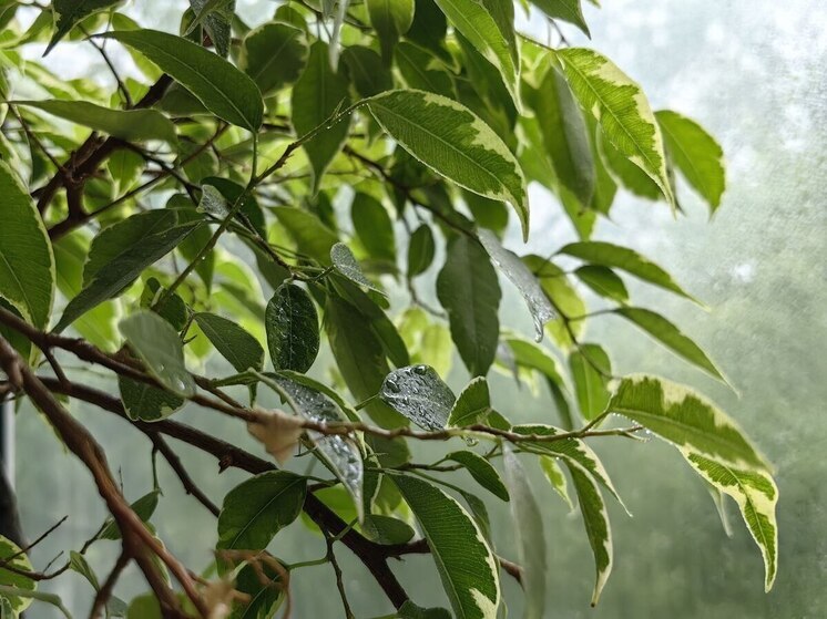 В Приморье 6 июня дожди, ветер и грозы