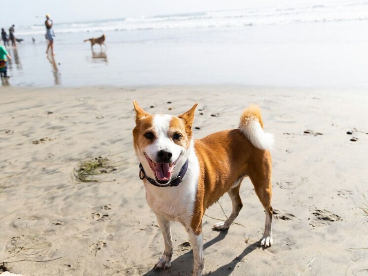 The Ministry of Emergency Situations will prohibit bringing any animals to the beach except guide dogs
