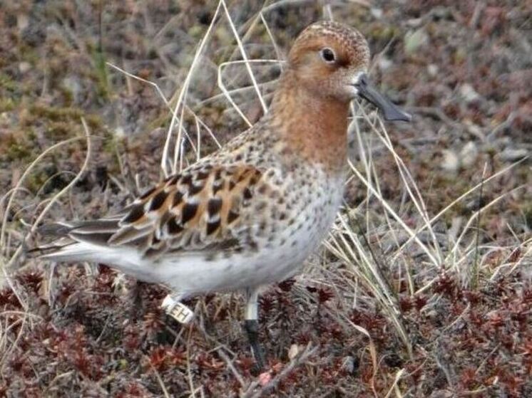 Учёные начали пересчёт редких куликов на Чукотке