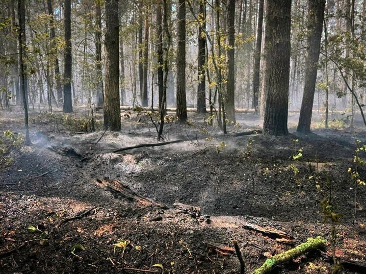 Полыхавший несколько дней пожар в заповеднике под Липецком ликвидирован