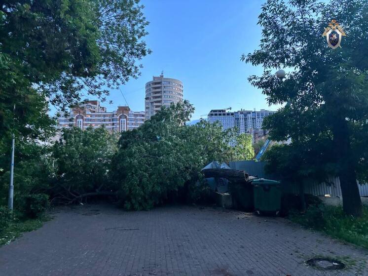 Возбуждено дело после падения дерева на коляску с ребенком 5 июня в Самаре