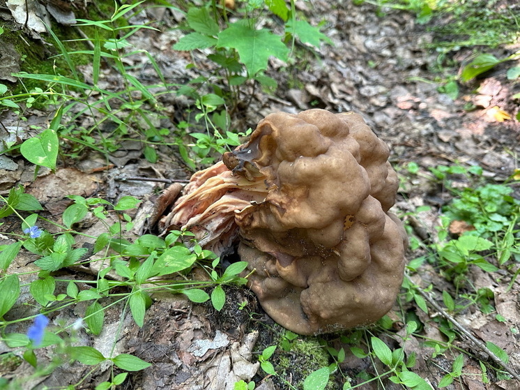 В заповедном лесу Марий Эл нашли краснокнижный гриб