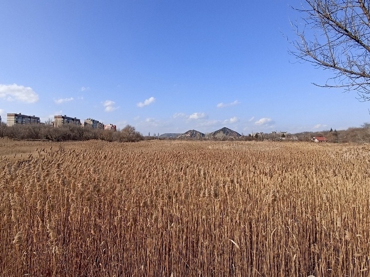 Россельхозцентр представил прогноз по распространению заболеваний и вредителей в Донбассе