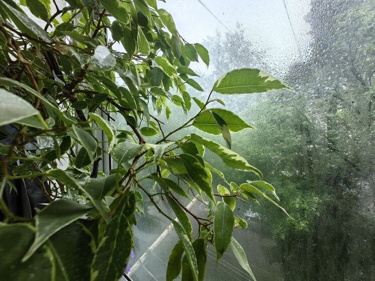 Хабаровчанам 7 июня обещают дожди и до +17 градусов