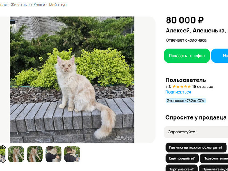 Мейн-кун Алексей за 80 тысяч рублей ищет дом в Новосибирске