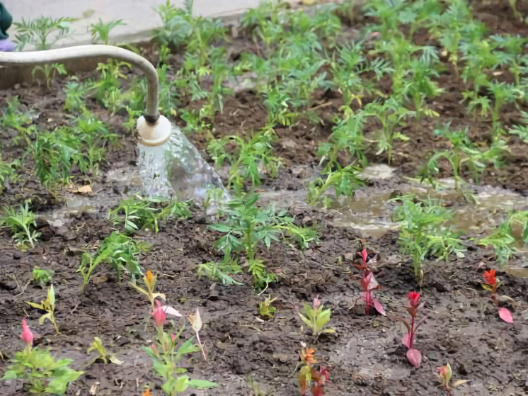 Улицы Хабаровска продолжают озеленять новыми растениями