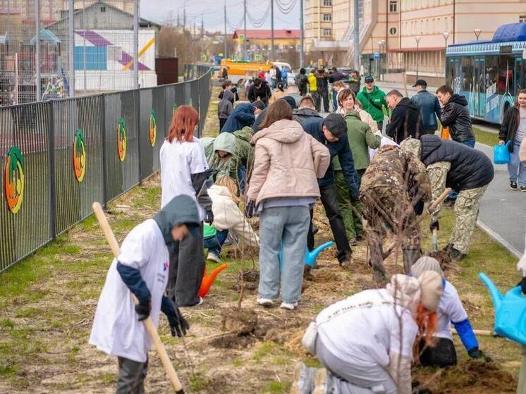 Салехардцы высадили березы у «Доверия»