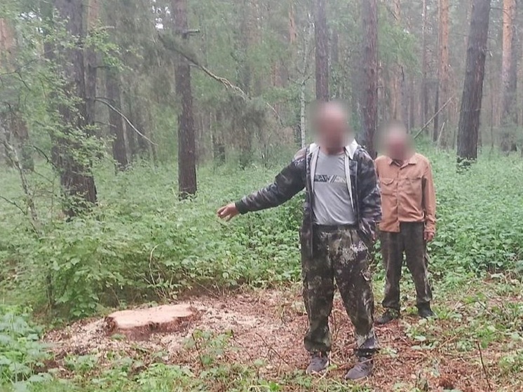 Курганца подозревают в незаконной рубке сосен