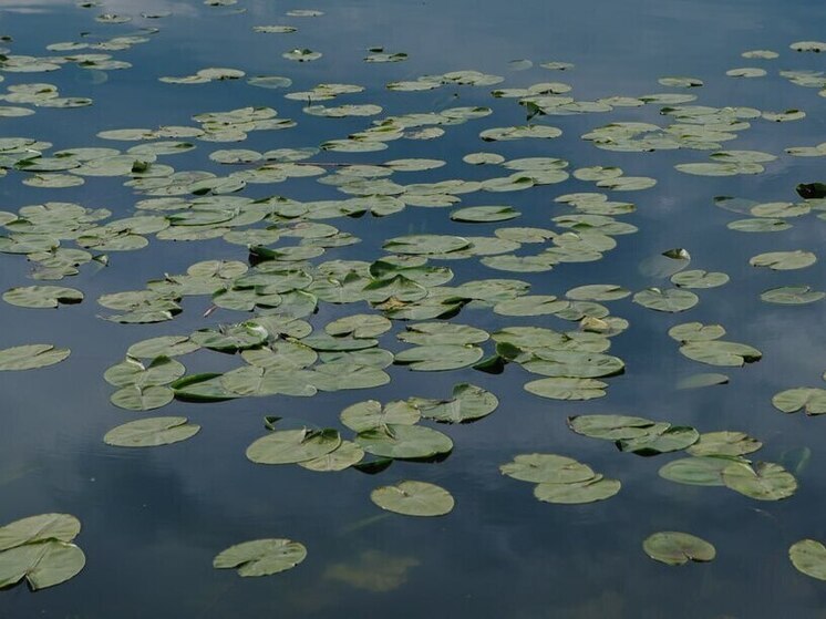 В Белинском районе нашли тело мужчины у водоема