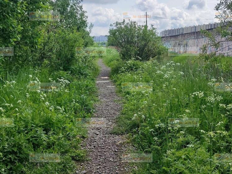 На Пулковском шоссе петербуржцы столкнулись с ядовитым борщевиком