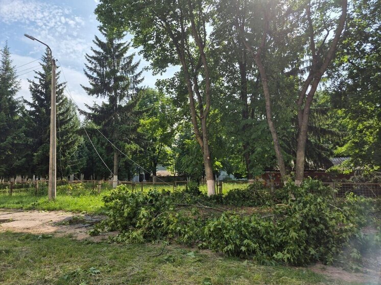 В Железногорске 500 деревьев рухнуло из-за урагана