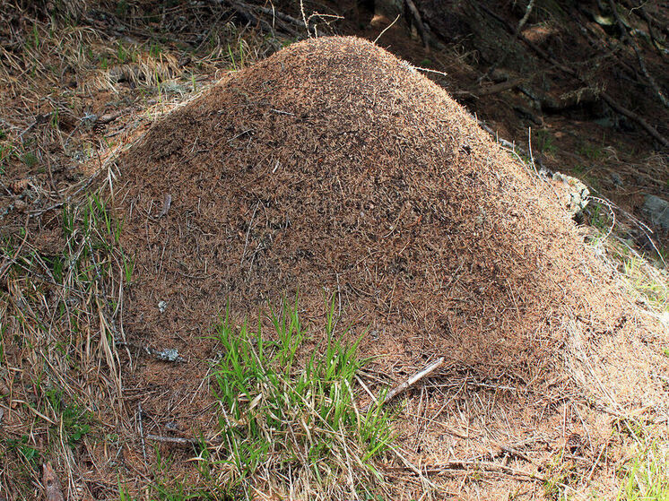 Британию и Европу атаковали супермуравьи, создающие огромные колонии