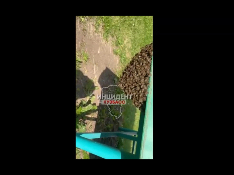 На детской площадке в Кемерове завелся пчелиный рой