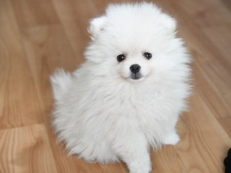 Волгоградцам рассказали, как подготовить собаку к встрече с новорожденным