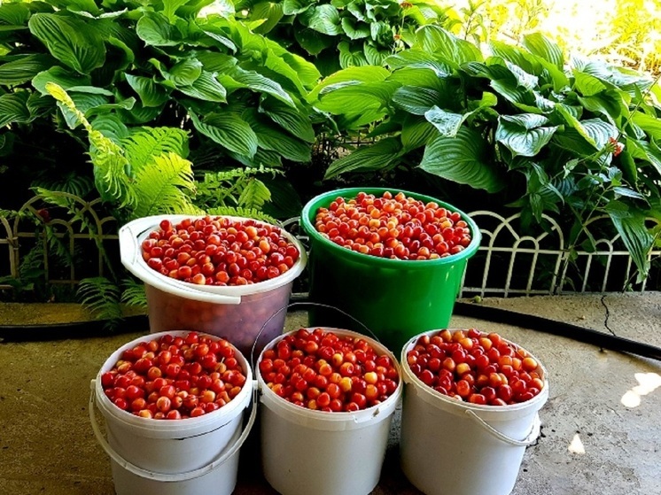 Волгоградцам рекомендуют покупать черешню в местах с постоянным контролем качества