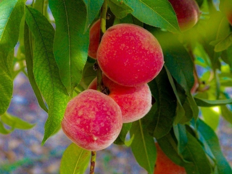 Стрельникова рассказала тулякам, какие продукты можно есть перед сном