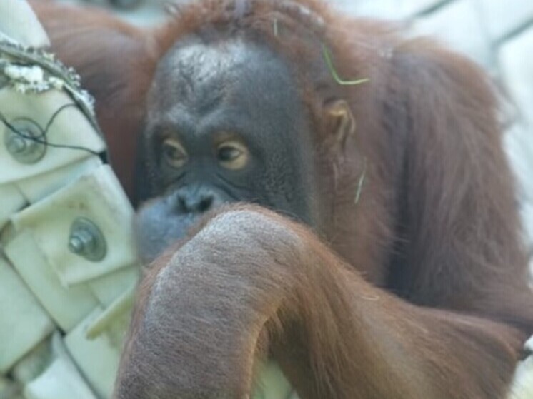 В Новосибирском зоопарке орангутан Мишель отпраздновала свое 16-летие