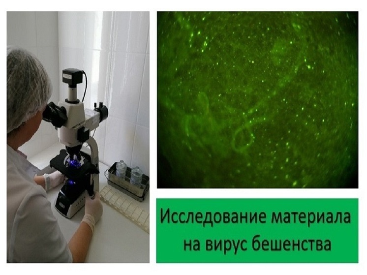 В Липецкой области зафиксирован случай бешенства у кошки