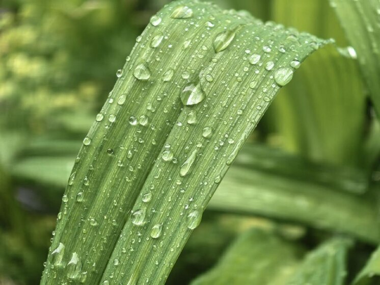 В Хабаровске 9 июня ожидается дождливая погода