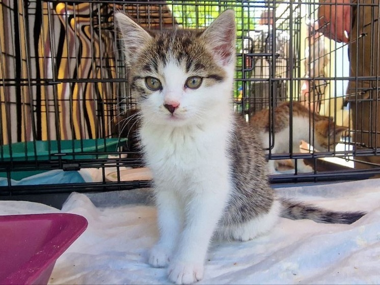 В праздник Святой Троицы 15 кошек и собак обрели семьи во Владивостоке