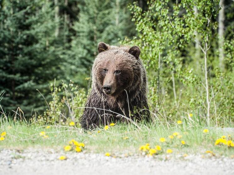Riesiger Braunbär schwimmt in der Nähe von Wladiwostok