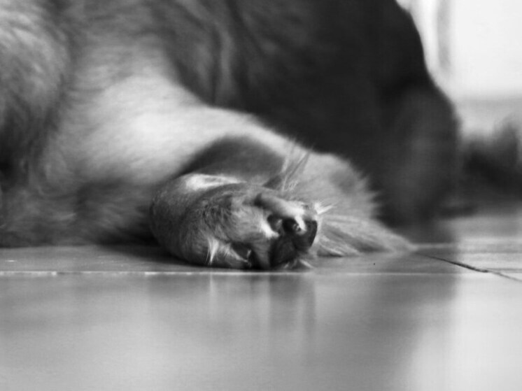 In Primorje schlug ein Mann einen Hund brutal, fast zu Tode, woraufhin er selbst starb