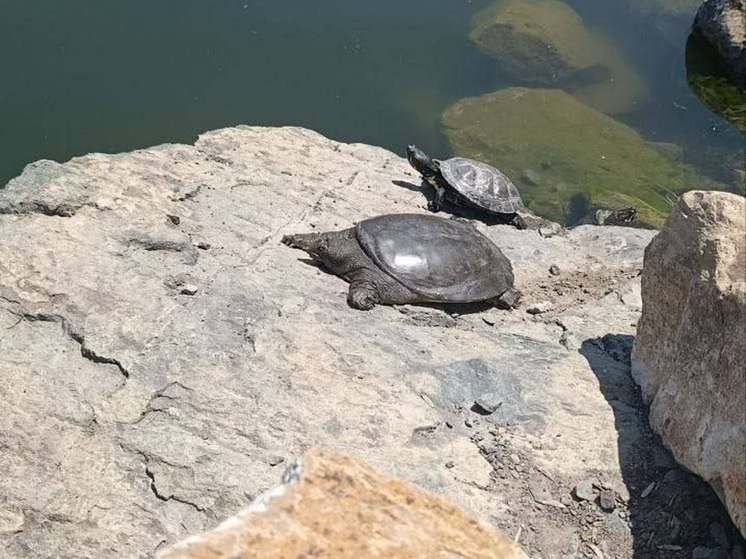 Краснокнижных черепах снова подкинули в озеро во Владивостоке
