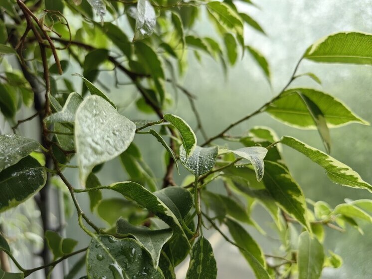 На короткой рабочей неделе в Приморье обещают дожди