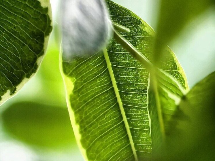 Сотни юных приморцев пострадали от укусов клещей