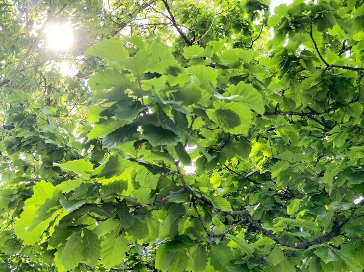 Дубовая роща появится в центральном парке Хабаровска