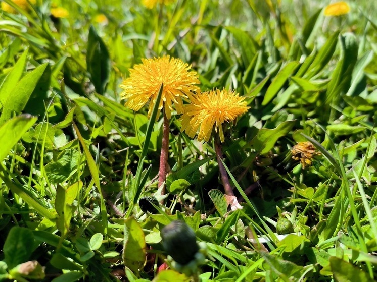 Нутрициолог Бурлакова: одуванчики помогают бороться с гастритом и варикозом