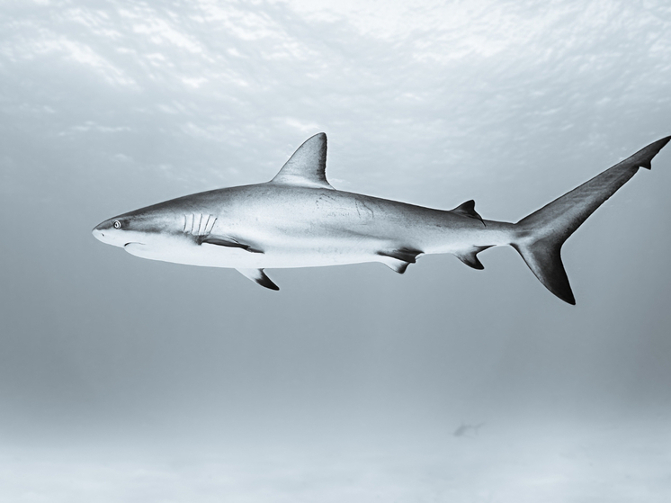 Ученые убедились, что акулы все-таки спят