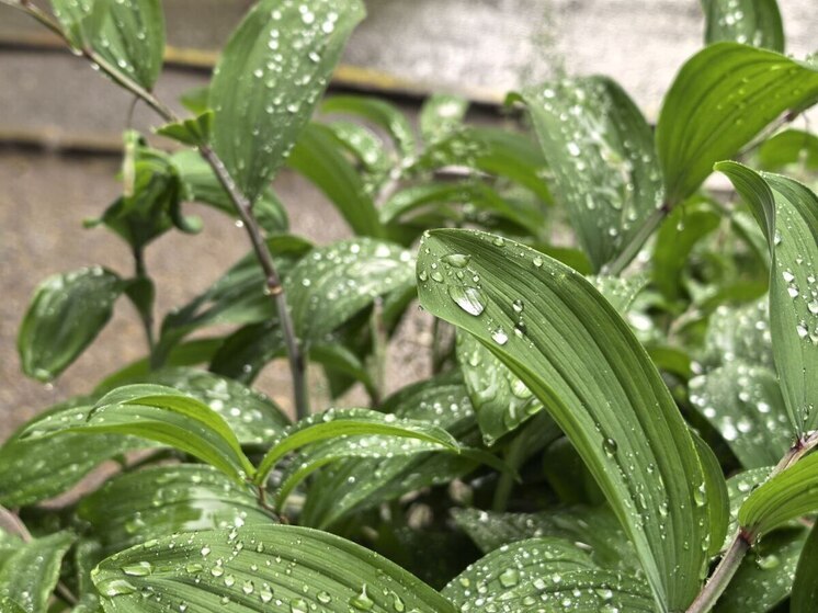 Штормовое предупреждение: порывы ветра и дождь ожидаются во Владивостоке