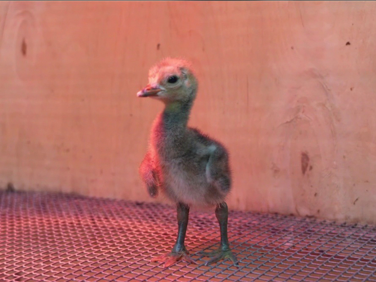 Их пол определят позже с помощью анализа ДНК