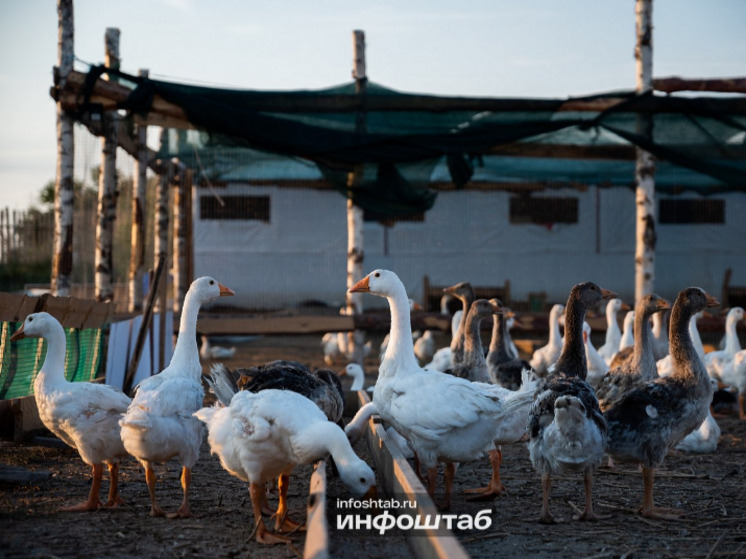 Народные приметы и запреты на 10 июня 2025 года: День Никиты Гусятника